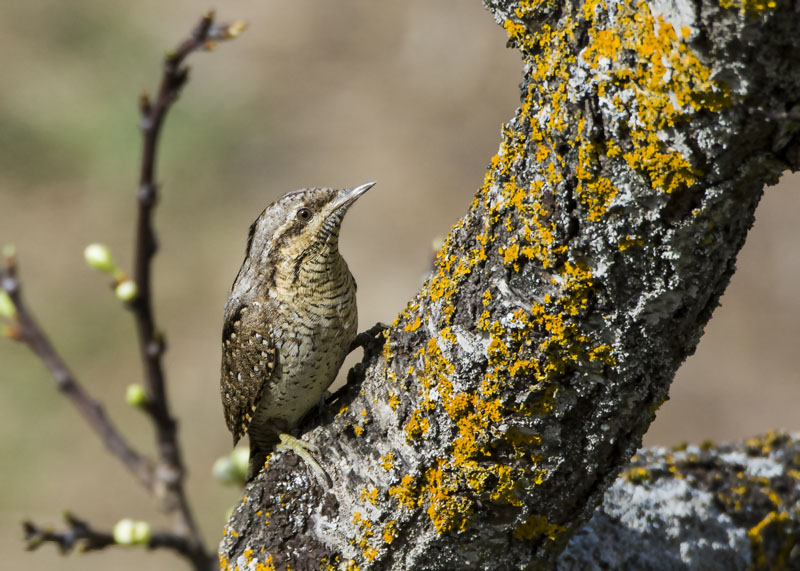 Torcicollo - Jynx torquilla